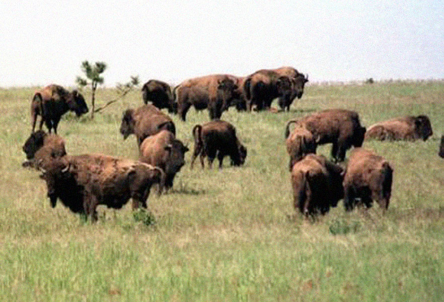 0005--bison
