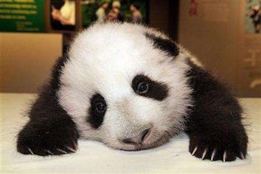 004-baby panda in philly1