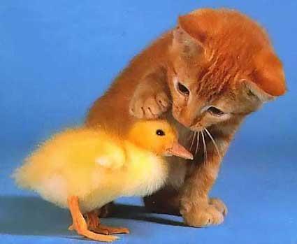 010b-cute-kitty-chick