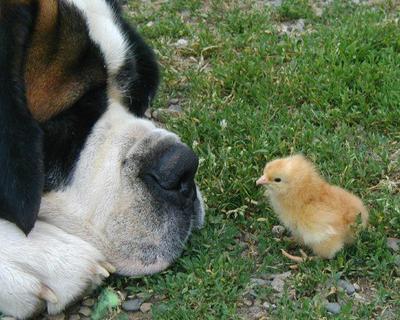 010f-dogchicken