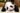 004-baby panda in philly1